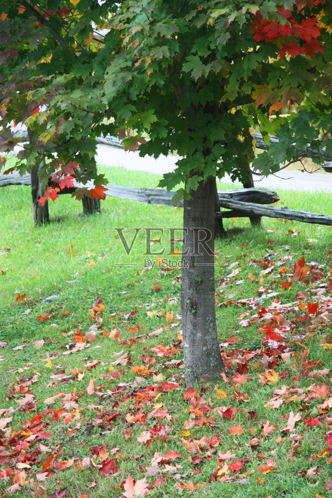 只有红色的照片摄影图片