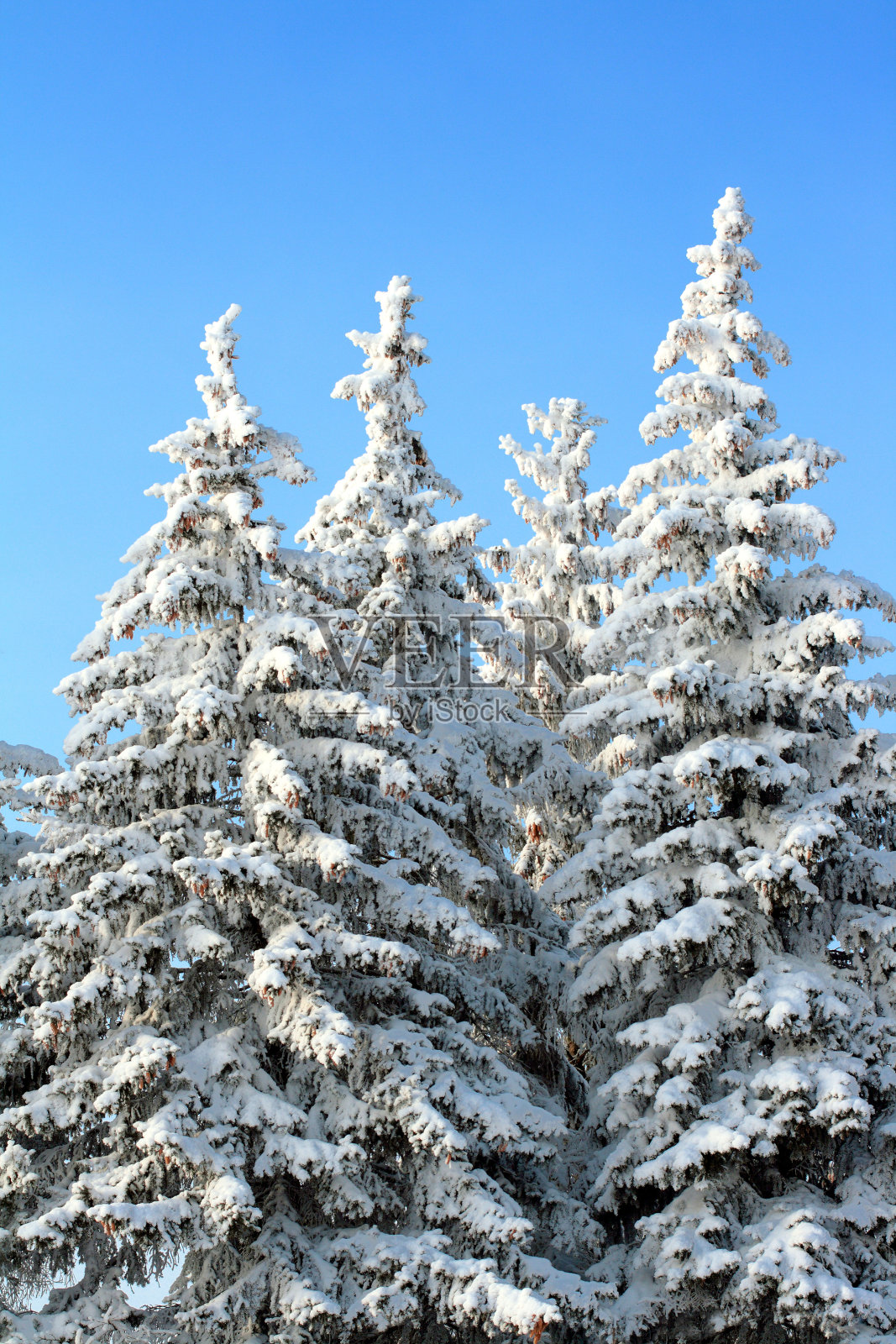 冷杉树照片摄影图片