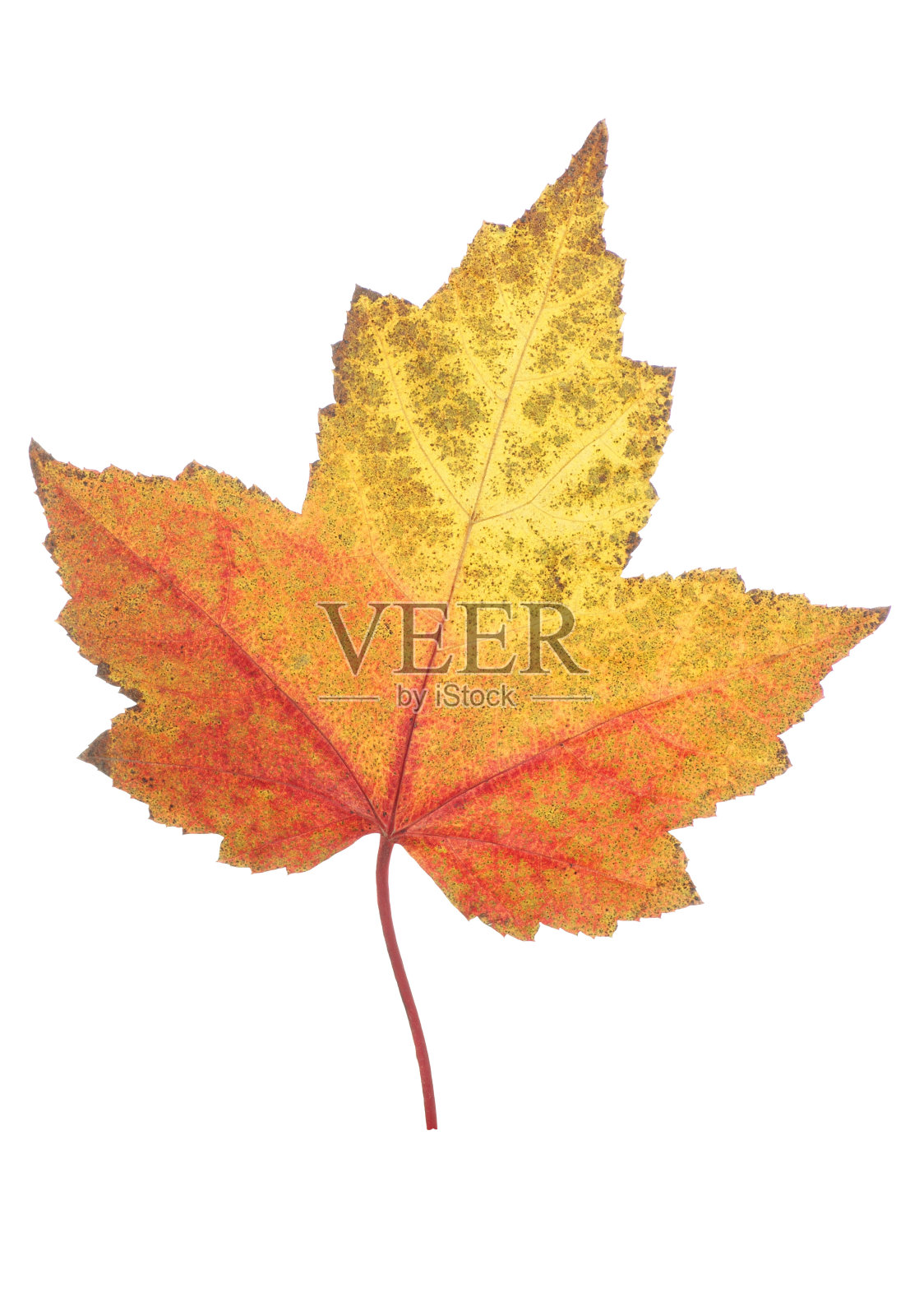 秋天的叶子照片摄影图片