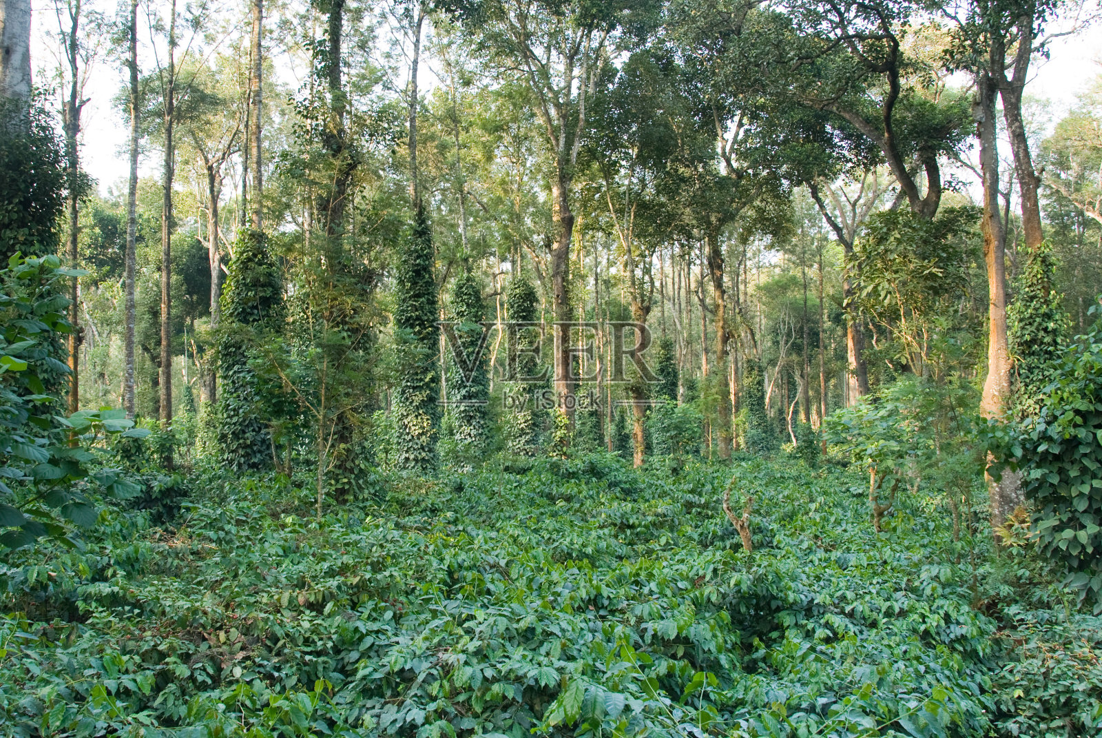 印度咖啡种植园照片摄影图片