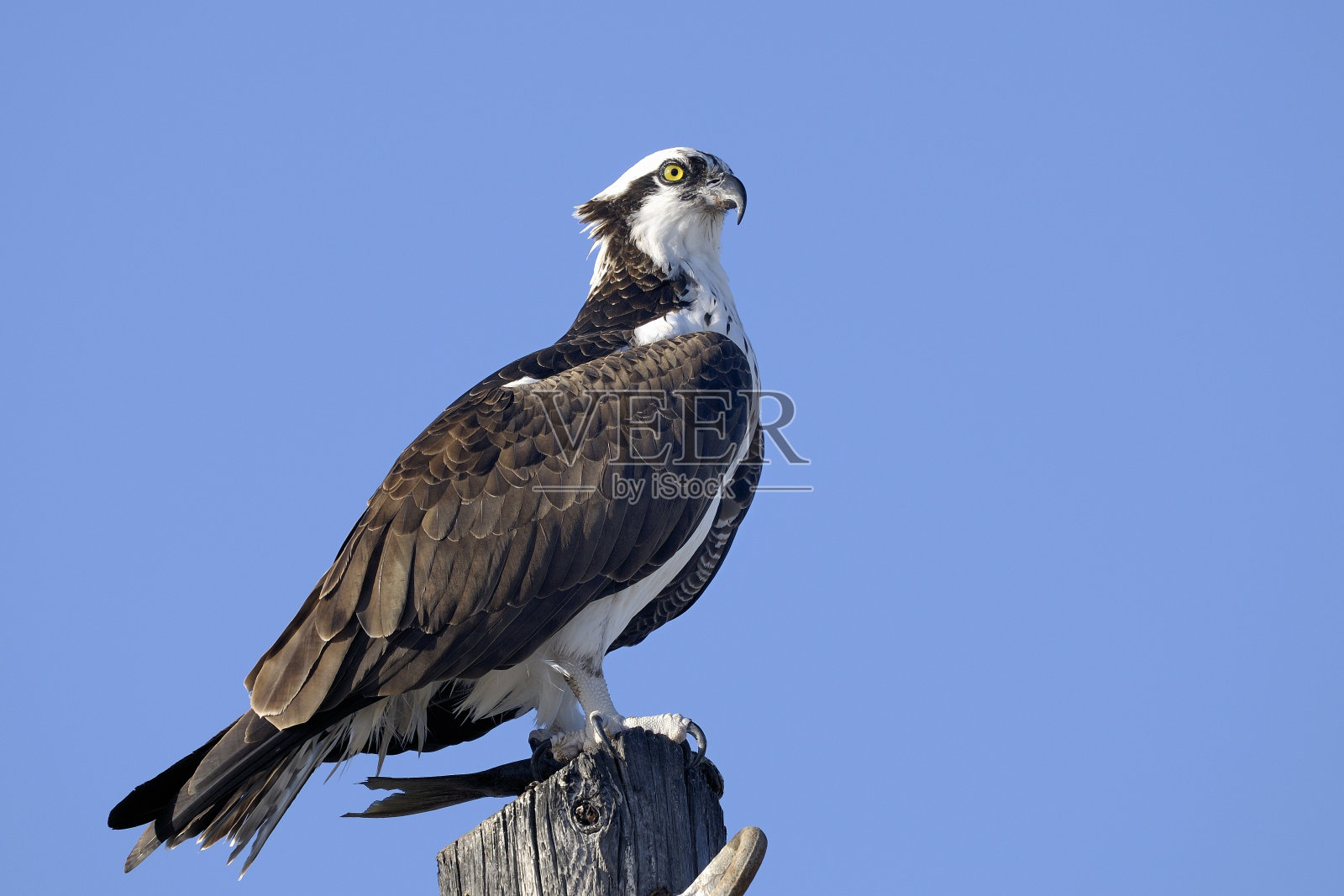 鱼鹰，潘迪翁光环照片摄影图片