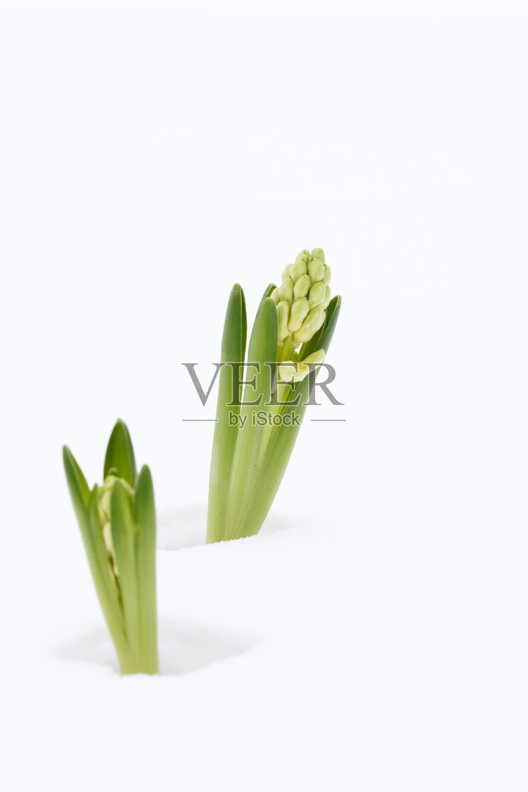 年轻的风信子照片摄影图片