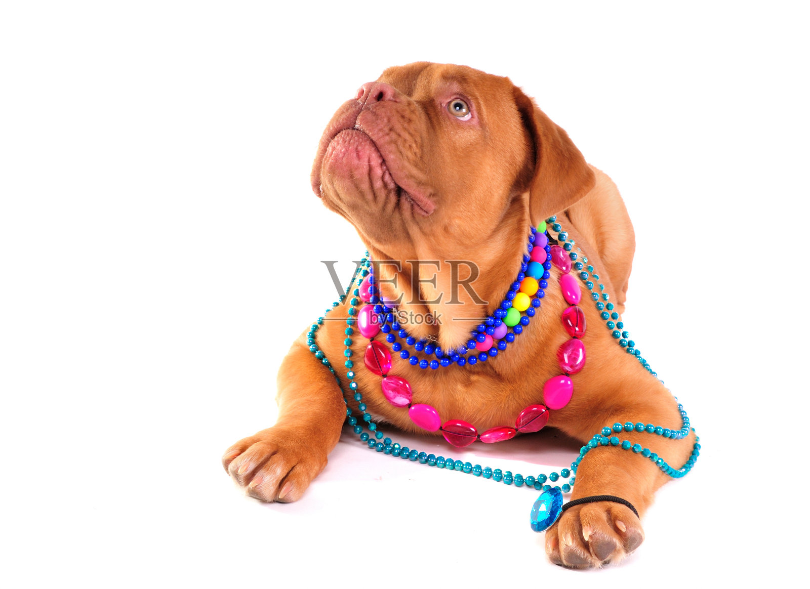 Dogue De Boreaux快乐照片摄影图片