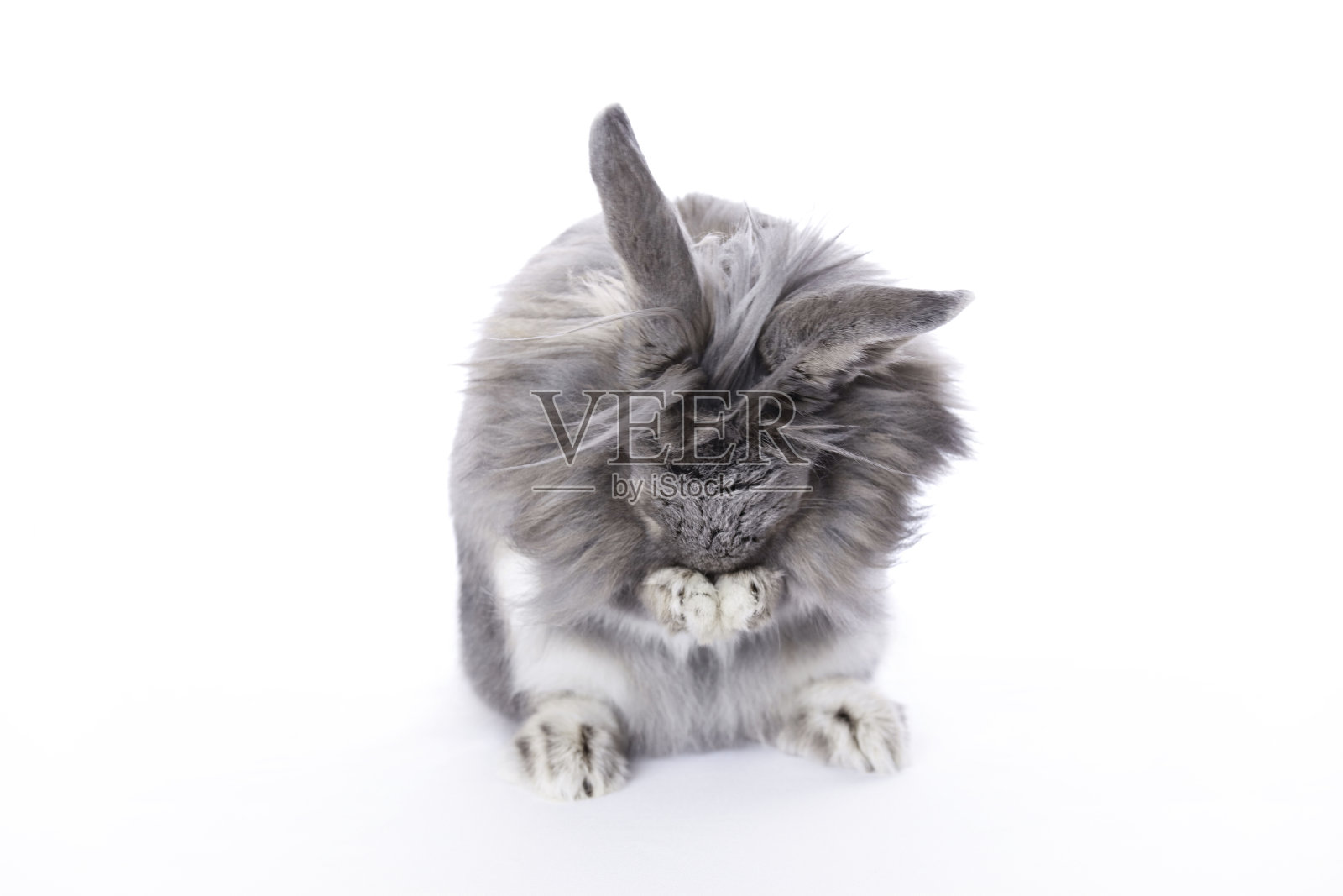 捉迷藏，灰里昂头侏儒兔照片摄影图片