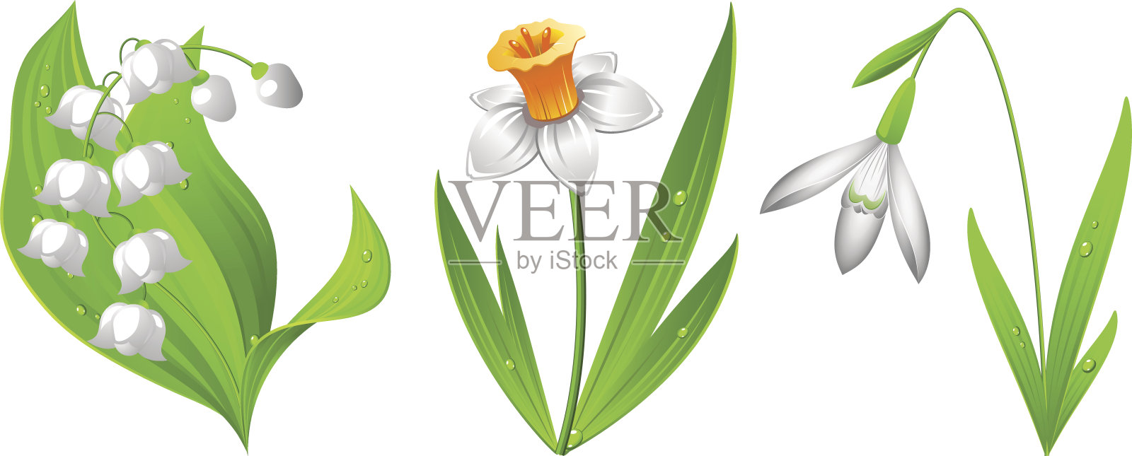 雪花莲，水仙，铃兰插画图片素材