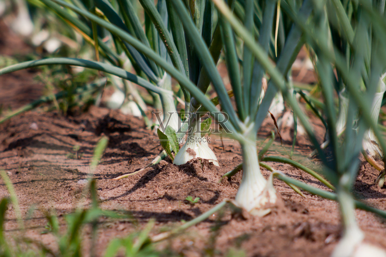 有机洋葱照片摄影图片