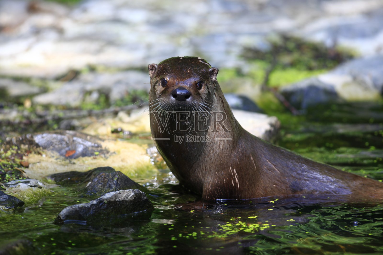 水獭照片摄影图片