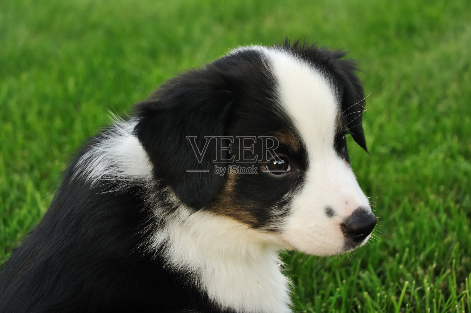 澳大利亚牧羊犬(澳洲)小狗照片摄影图片