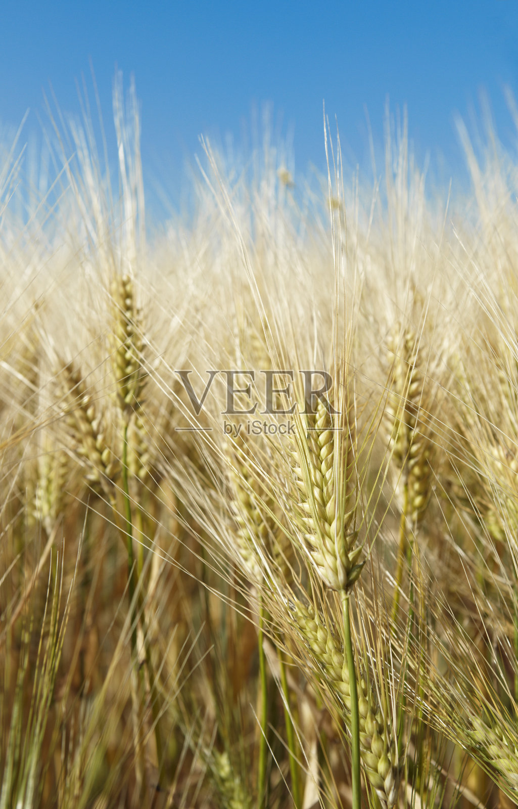 小麦植株照片摄影图片