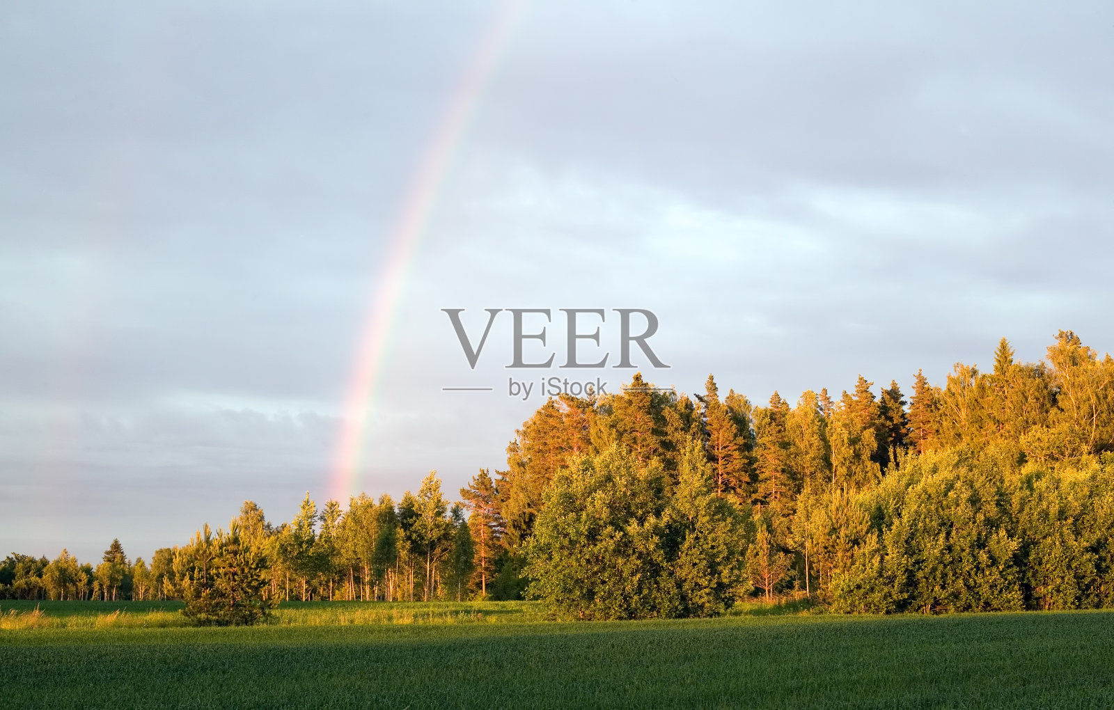 森林上空彩虹般的天空照片摄影图片