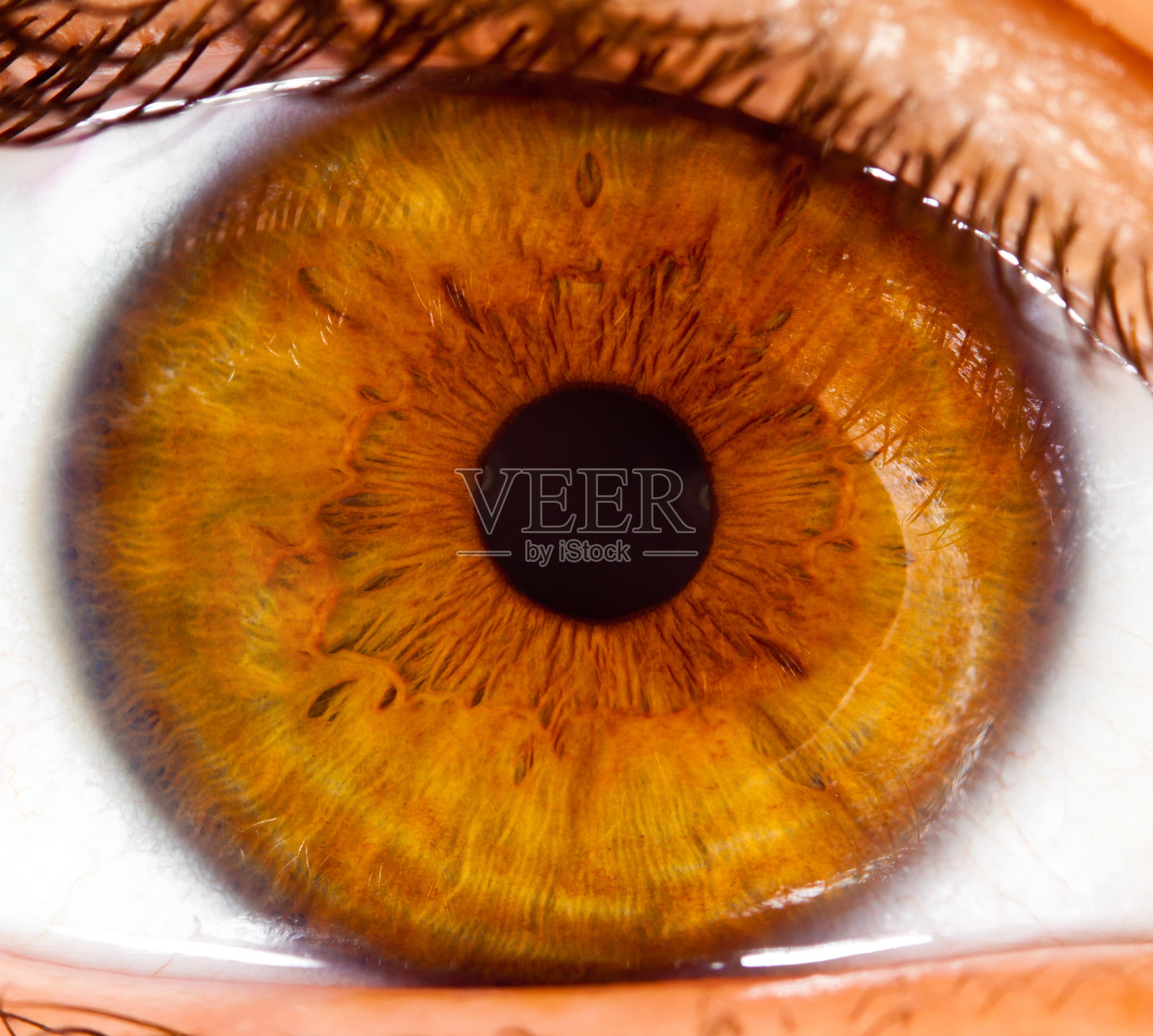 这是一张棕色眼睛瞳孔的近照照片摄影图片