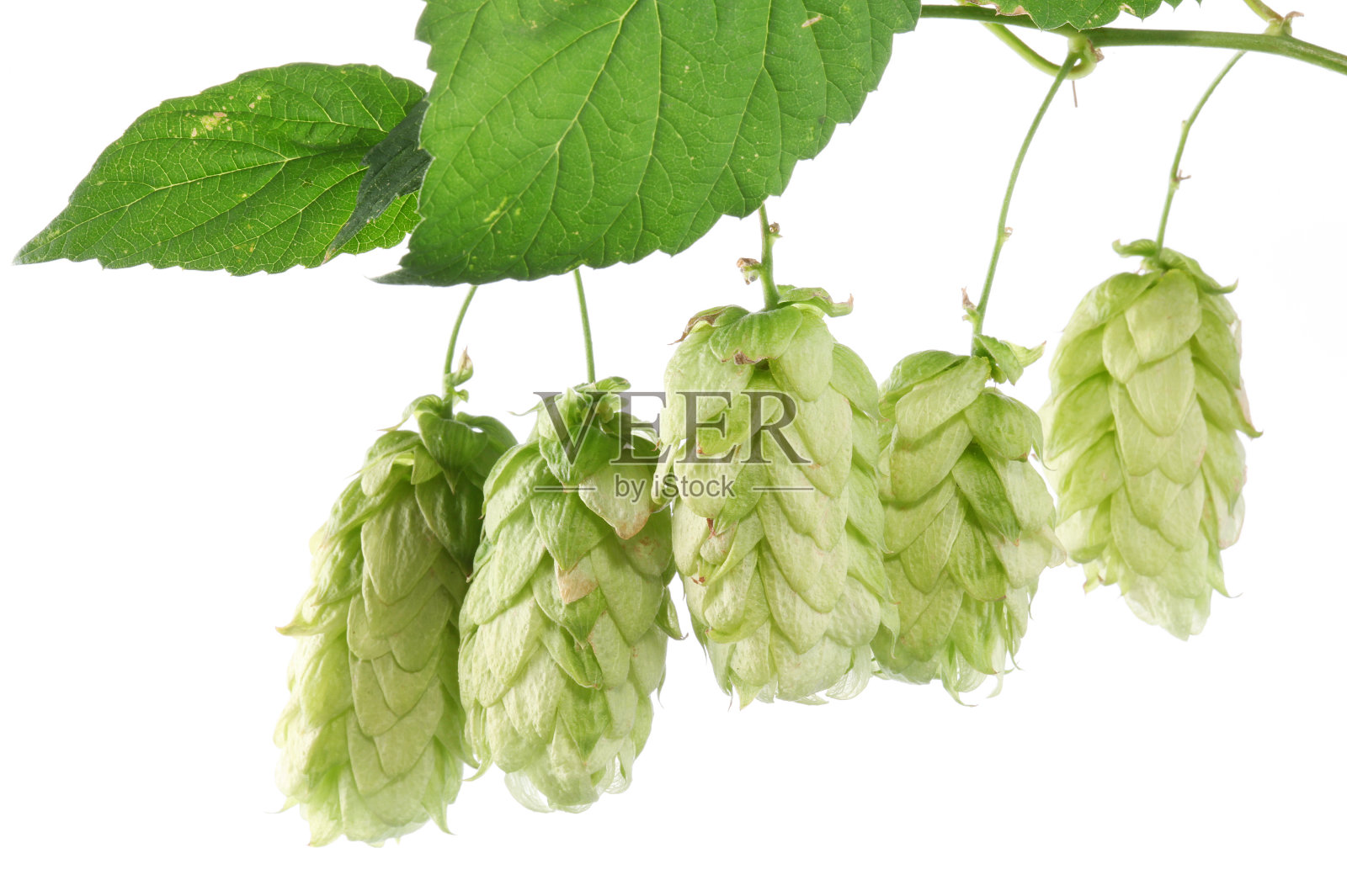 啤酒花分支。照片摄影图片