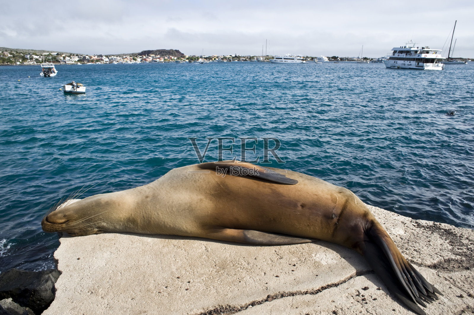 海狮在加尔?帕果-帕果照片摄影图片