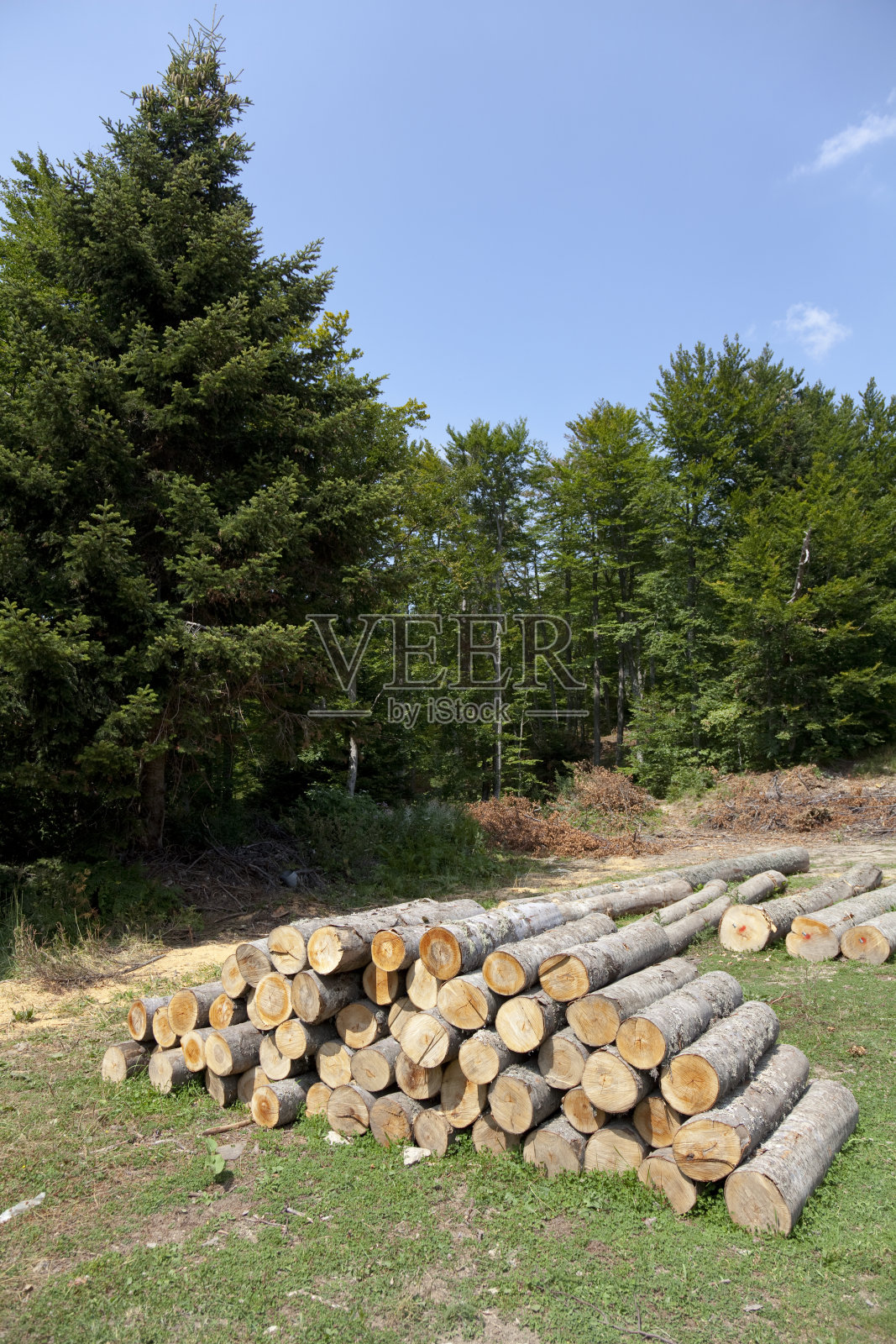 堆松照片摄影图片