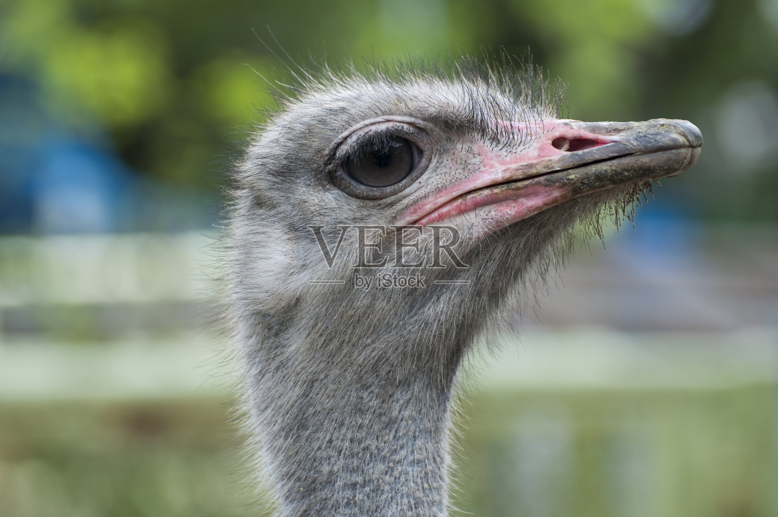 鸵鸟照片摄影图片