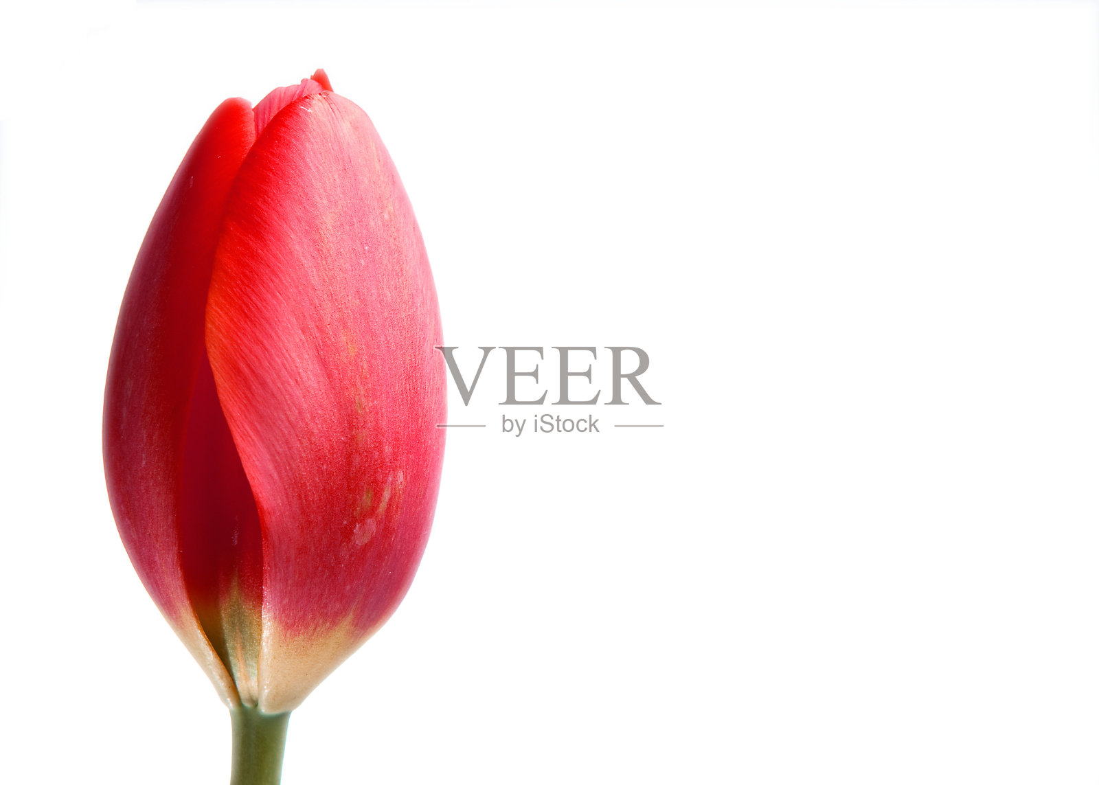 郁金香在白照片摄影图片