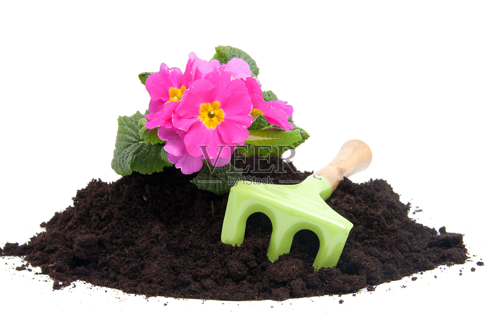 园艺照片摄影图片