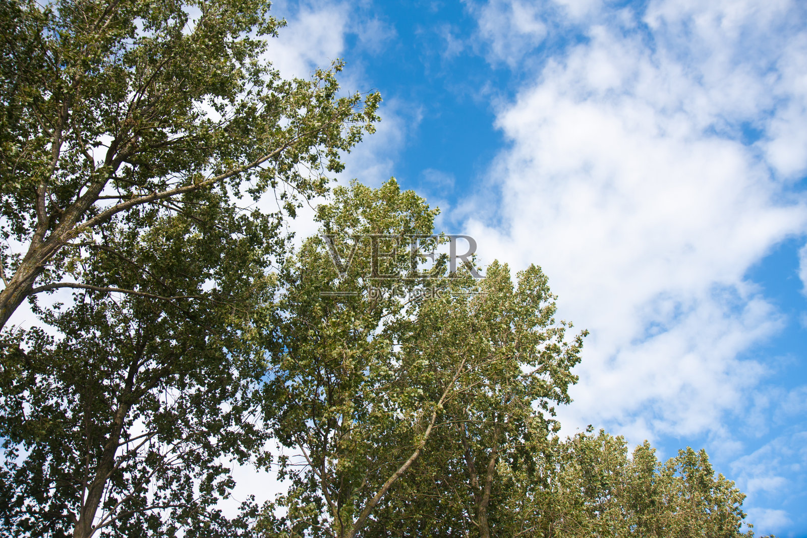 树木面对蓝天和云彩照片摄影图片