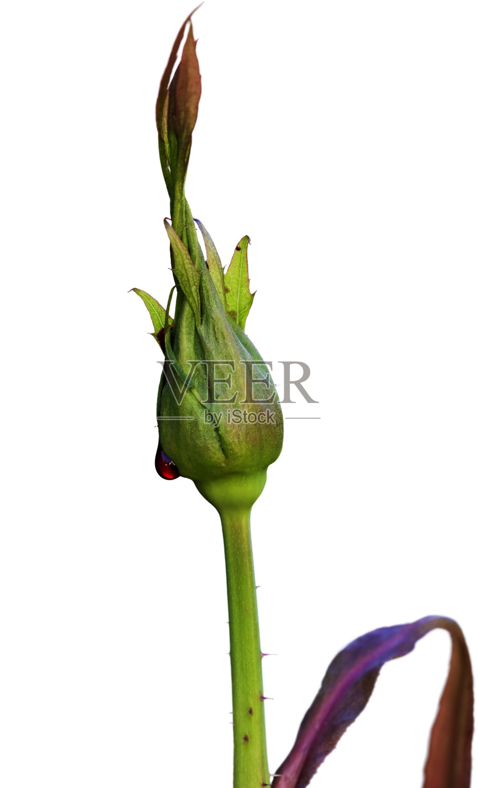 出血芽照片摄影图片