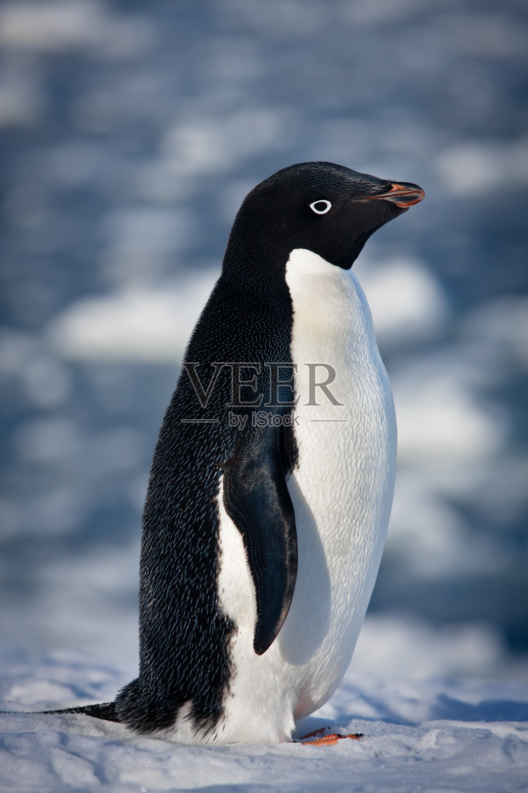 黑白企鹅照片摄影图片