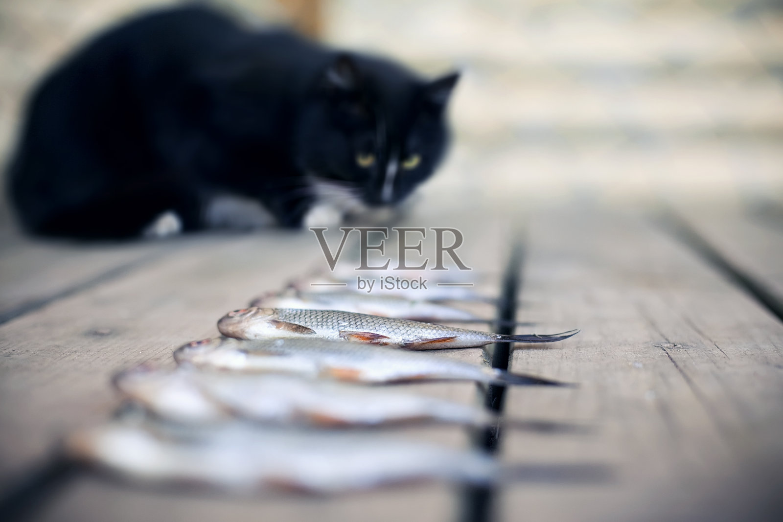 猫和鱼照片摄影图片