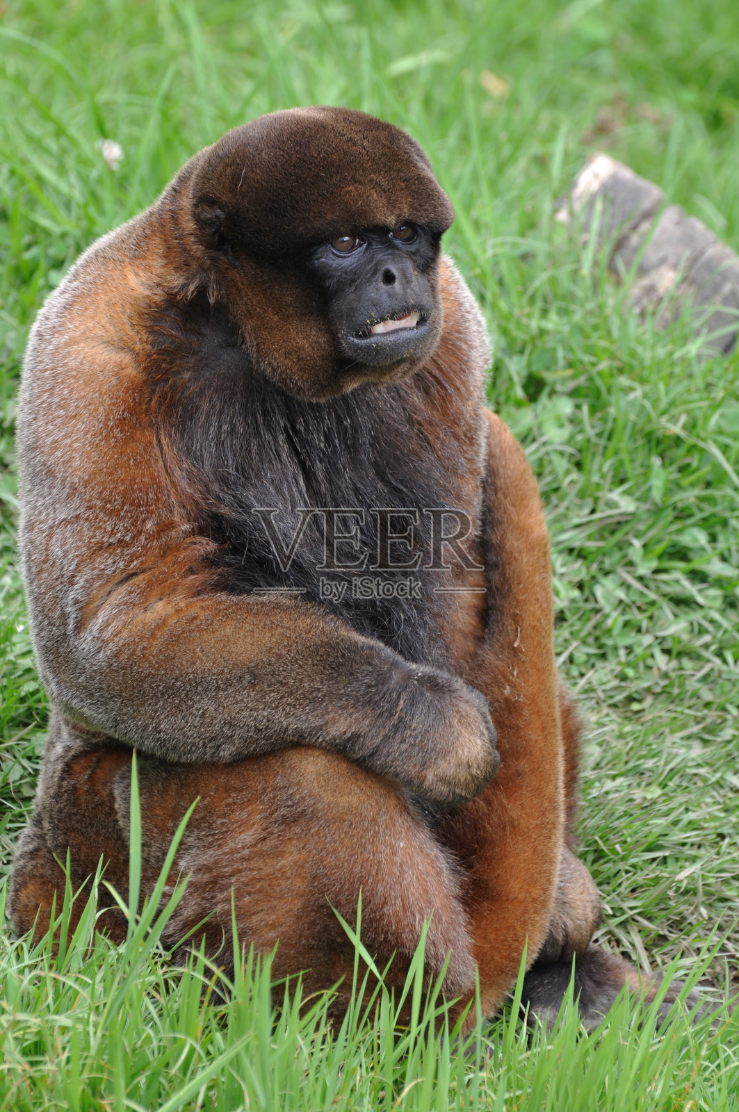 毛茸茸的猴子照片摄影图片