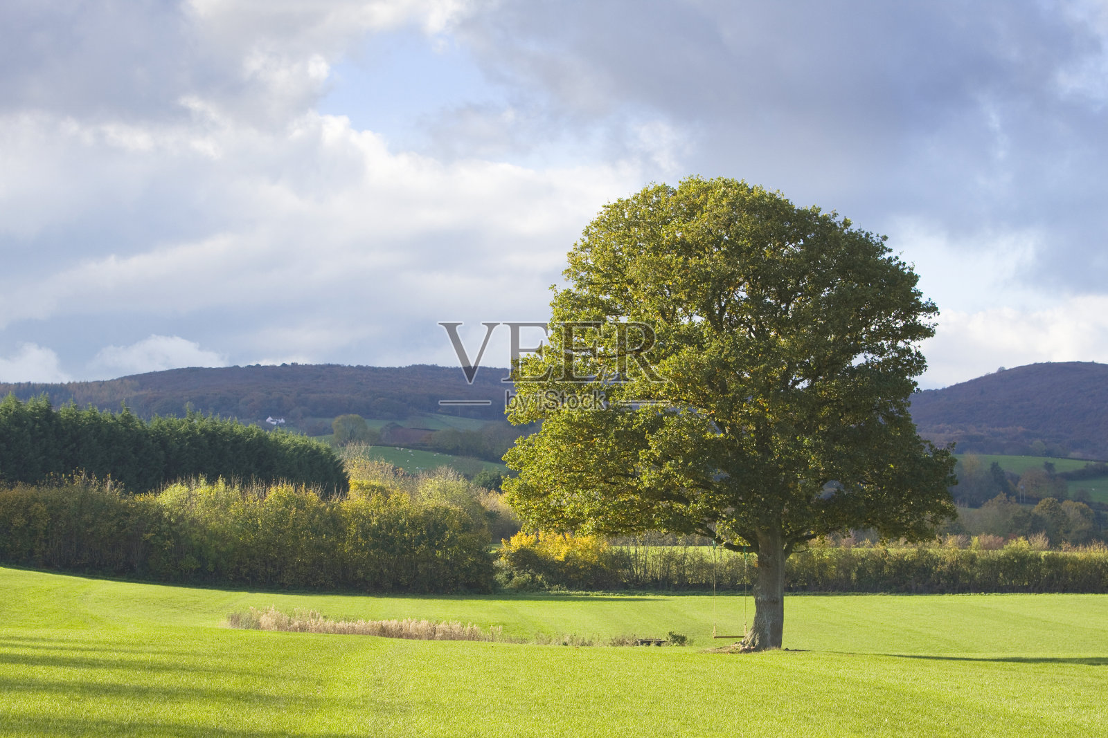 孤独的树照片摄影图片