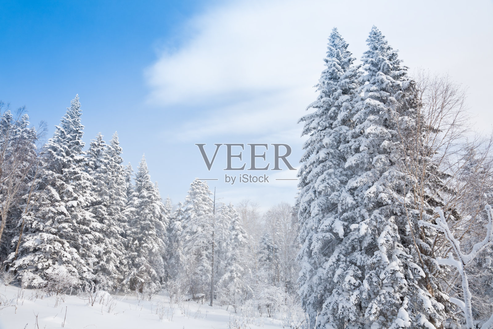 冬季森林照片摄影图片