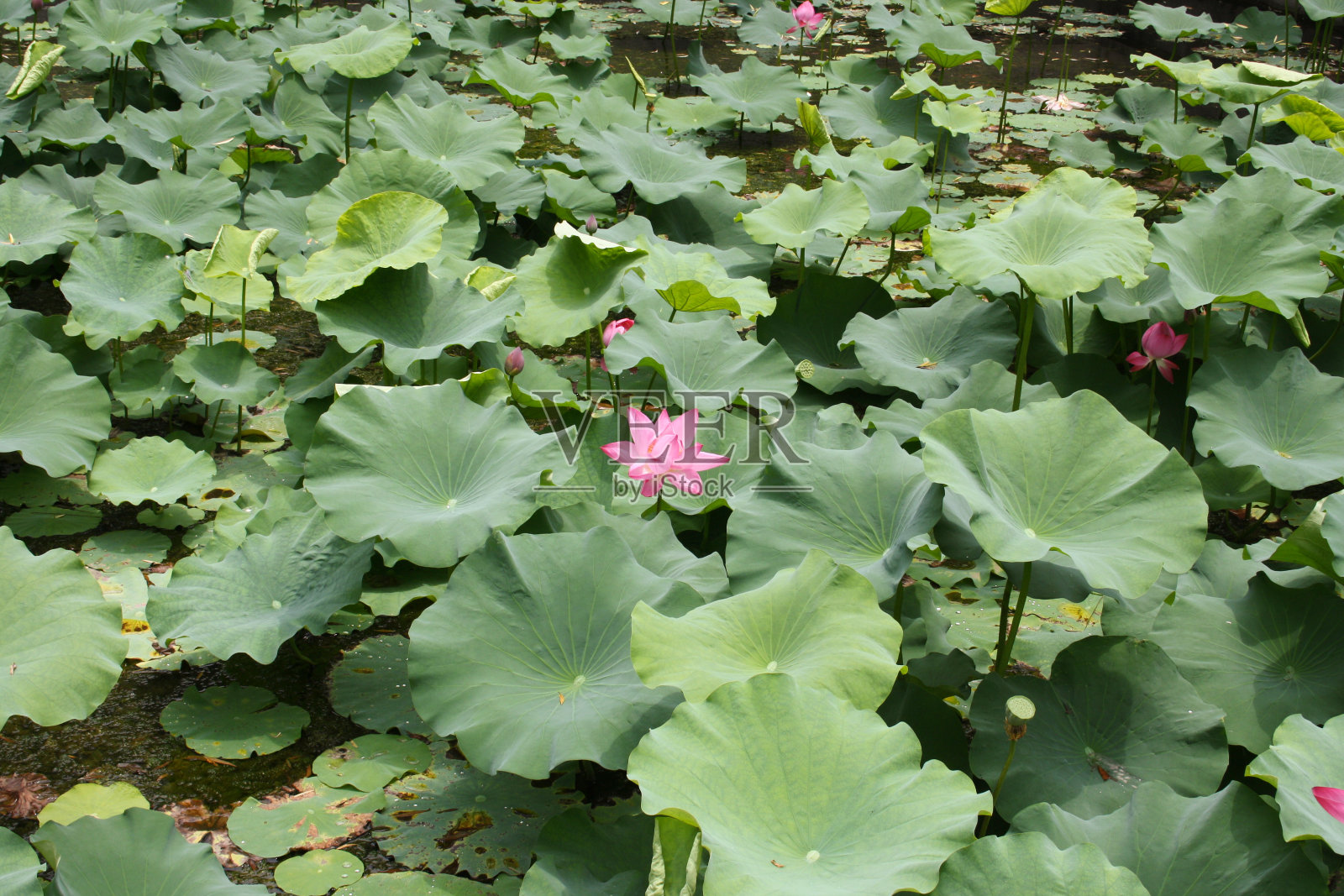 莲花照片摄影图片