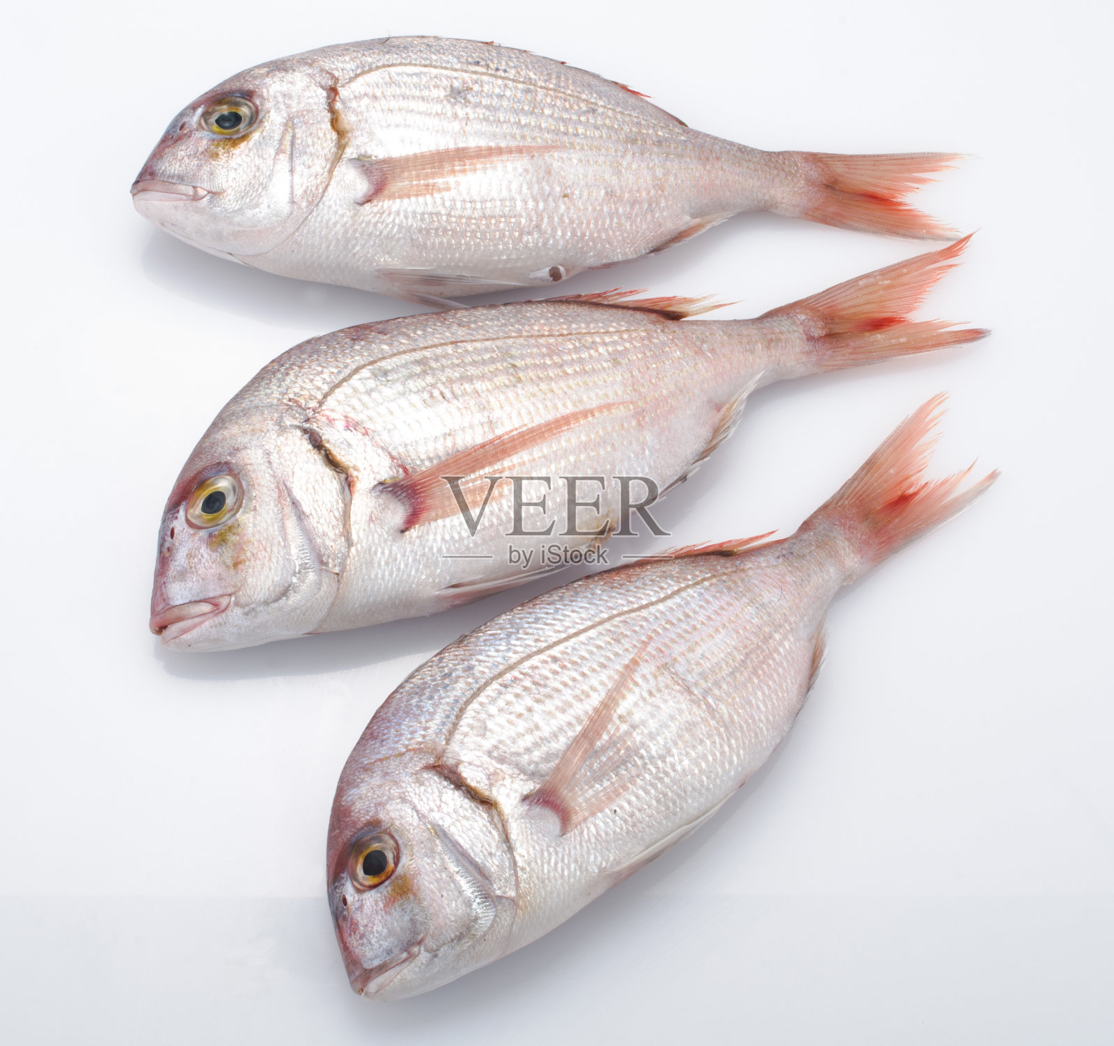 鱼-帕格照片摄影图片