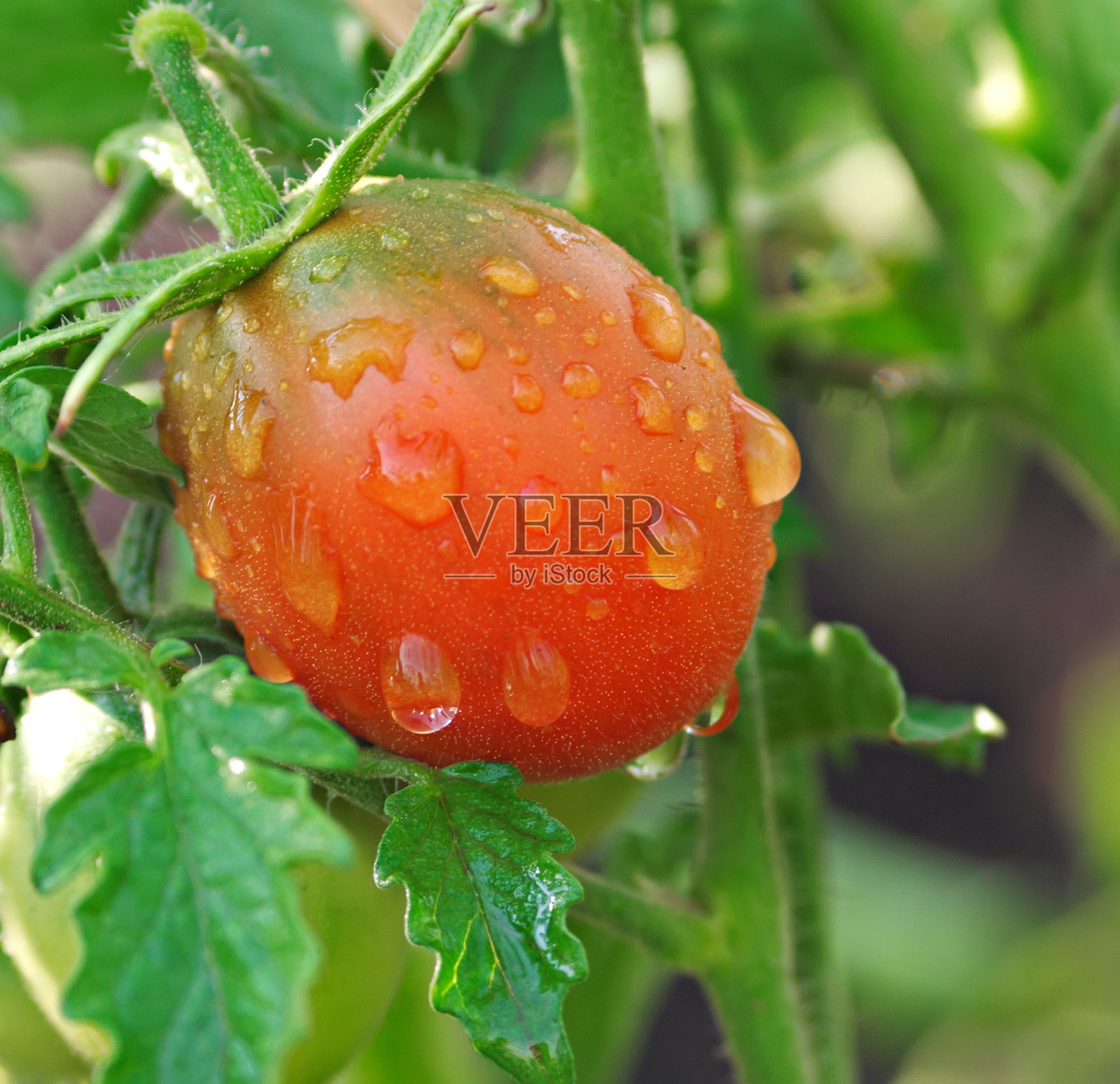 番茄美照片摄影图片