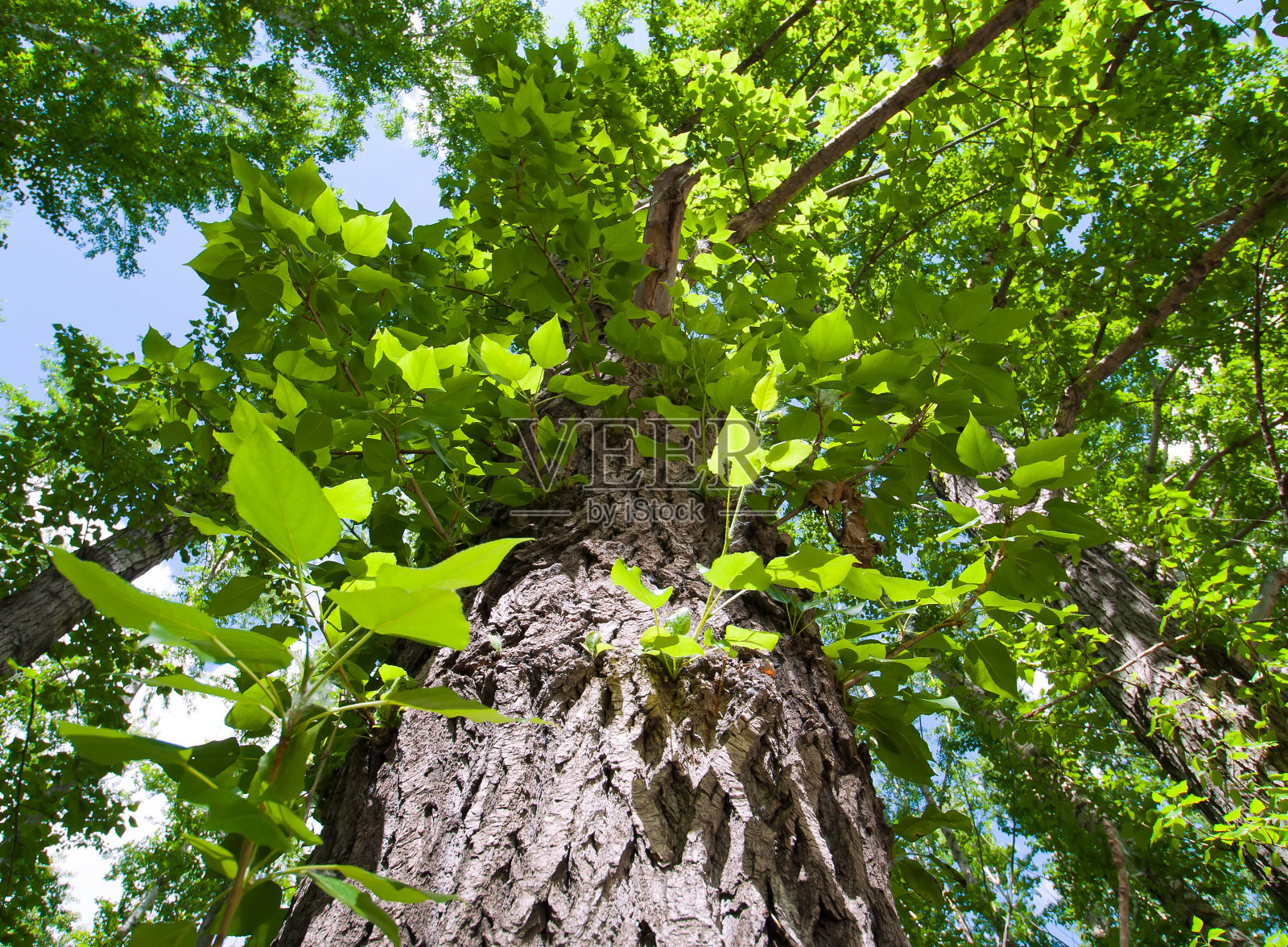 杨树照片摄影图片