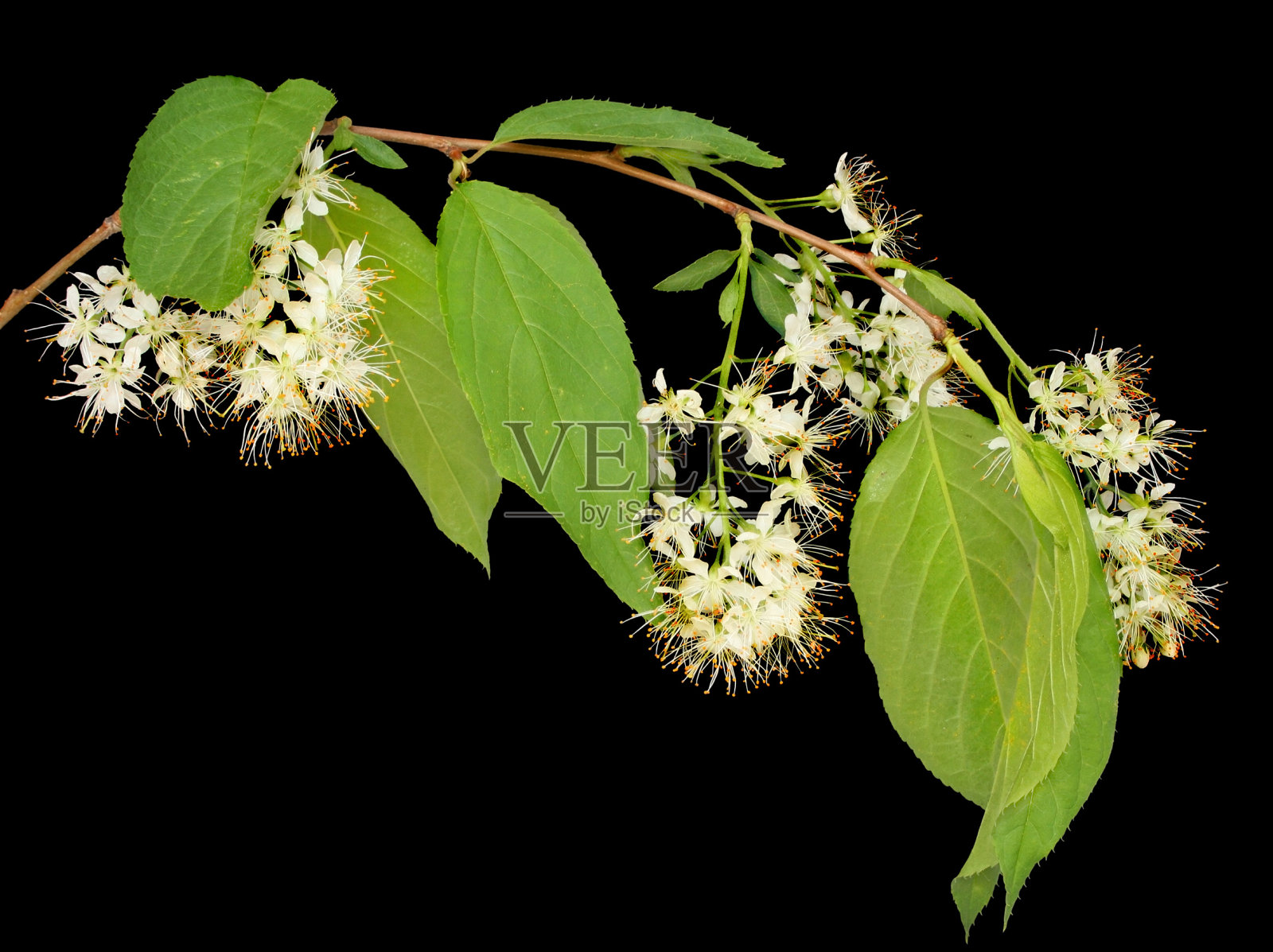 林登照片摄影图片