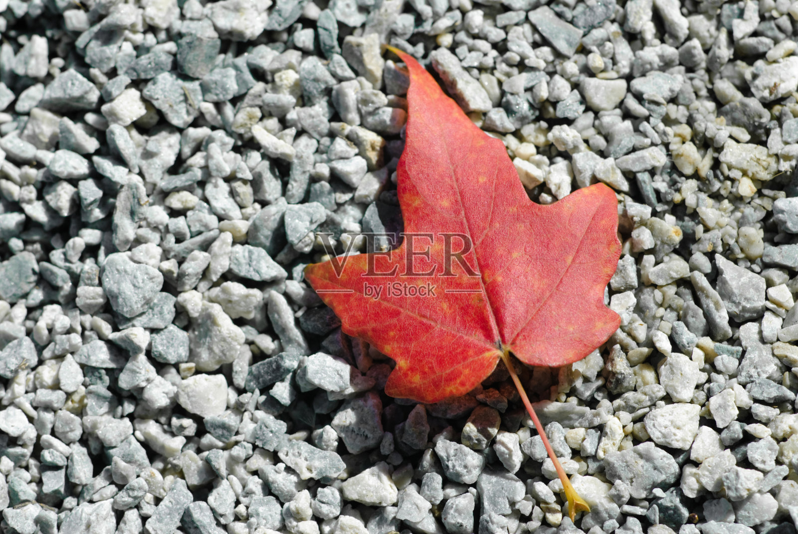 枫叶照片摄影图片