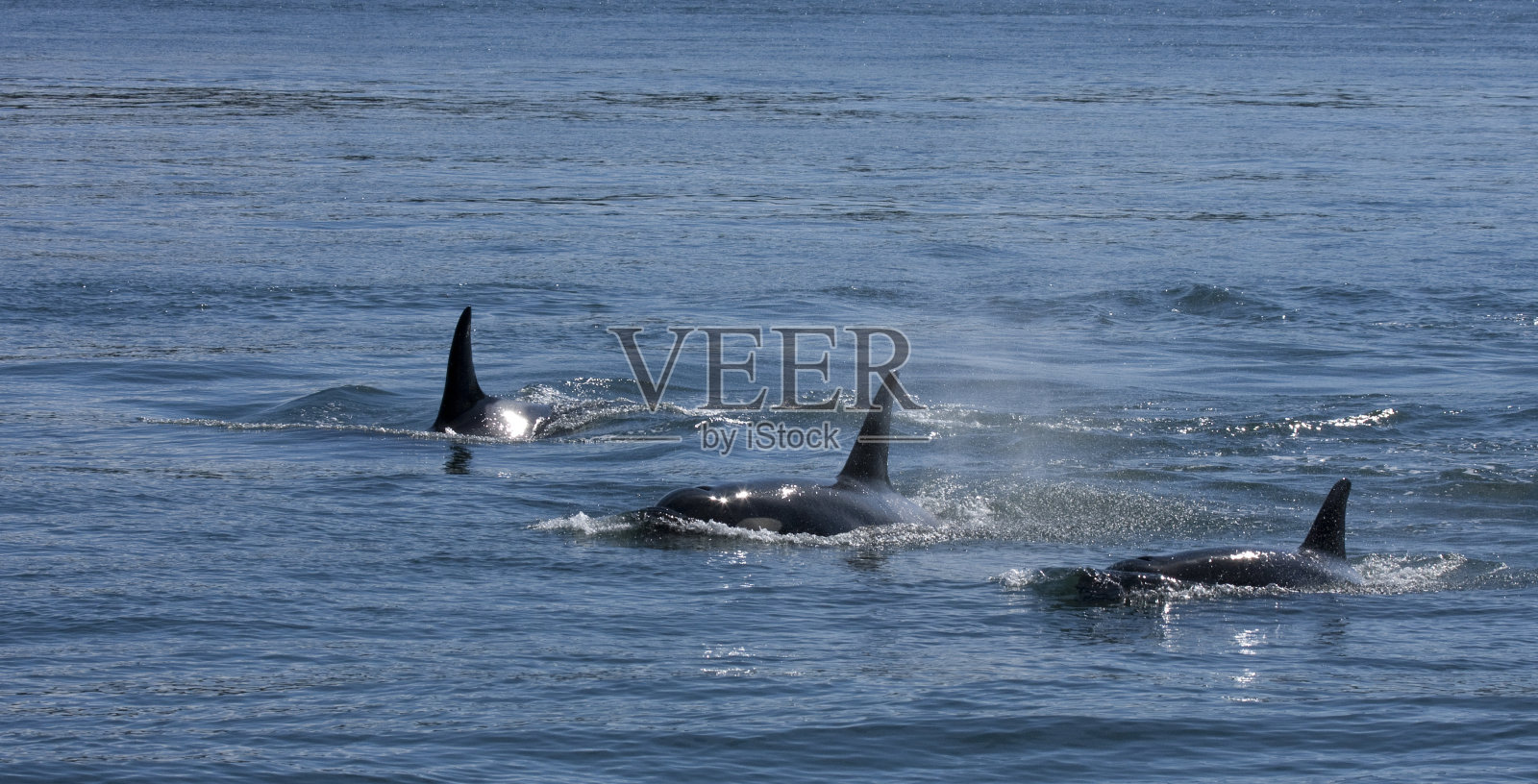 虎鲸三照片摄影图片