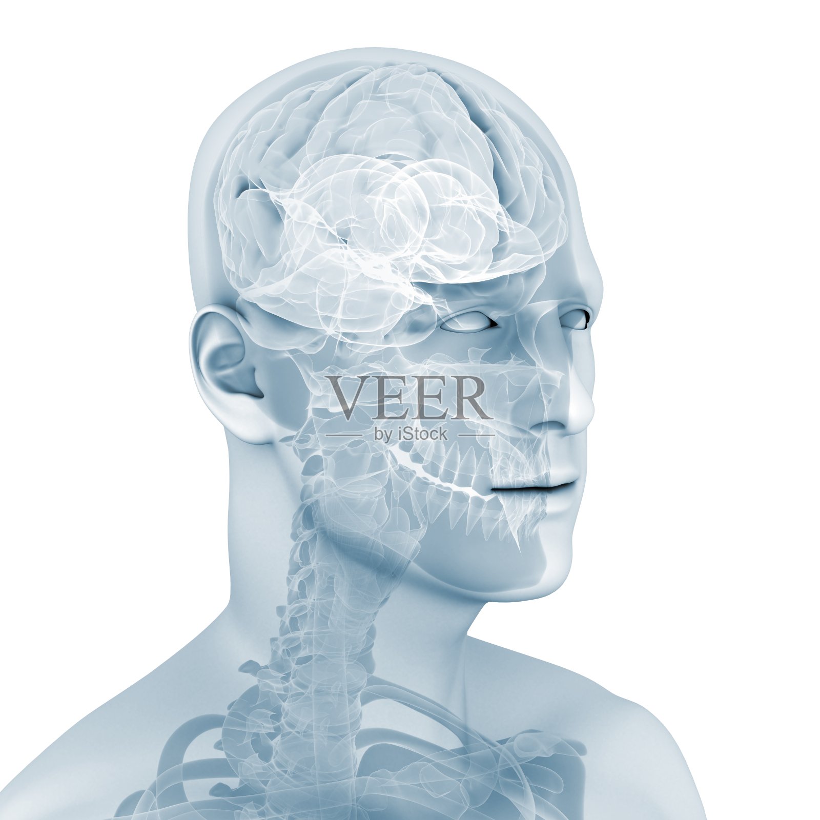 人类的大脑照片摄影图片