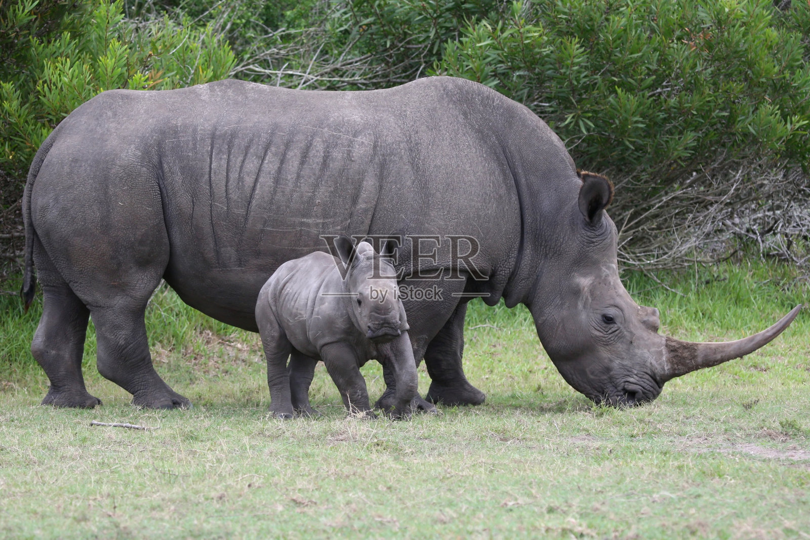 小犀牛与成年犀牛照片摄影图片