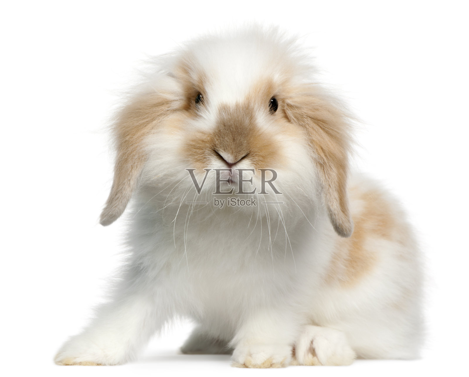 罗珀兔正面，6个月大，白色背景。照片摄影图片