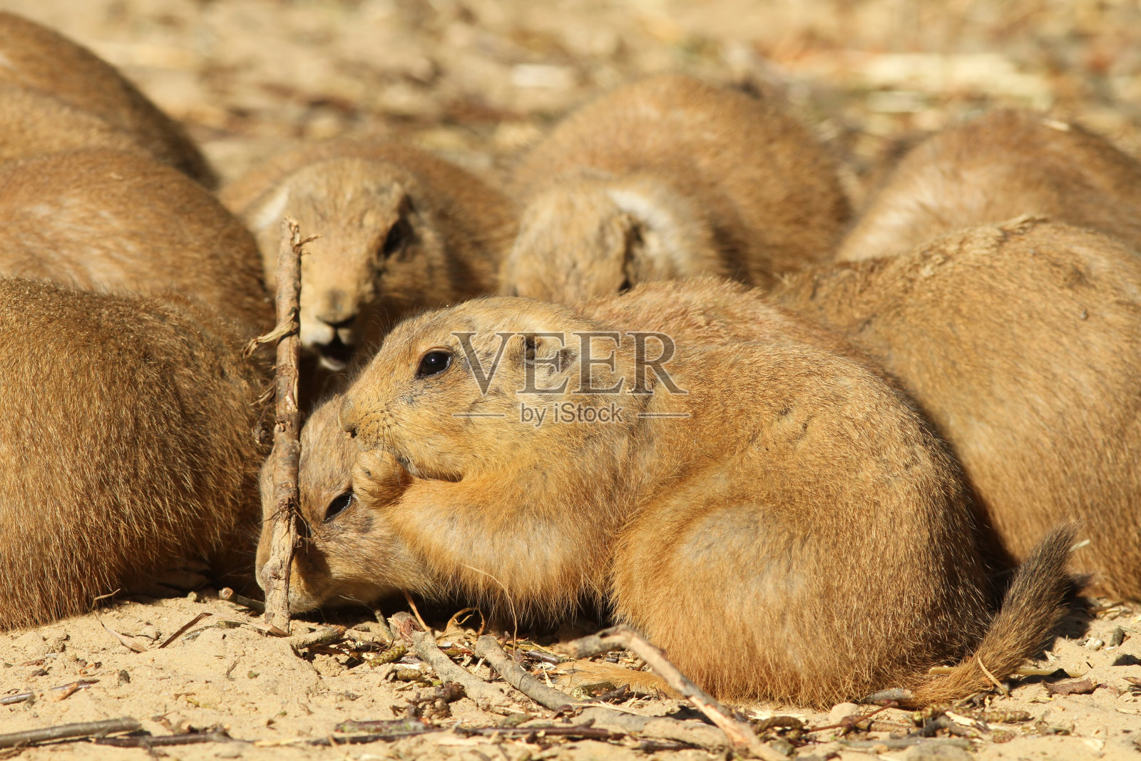 草原土拨鼠吃照片摄影图片
