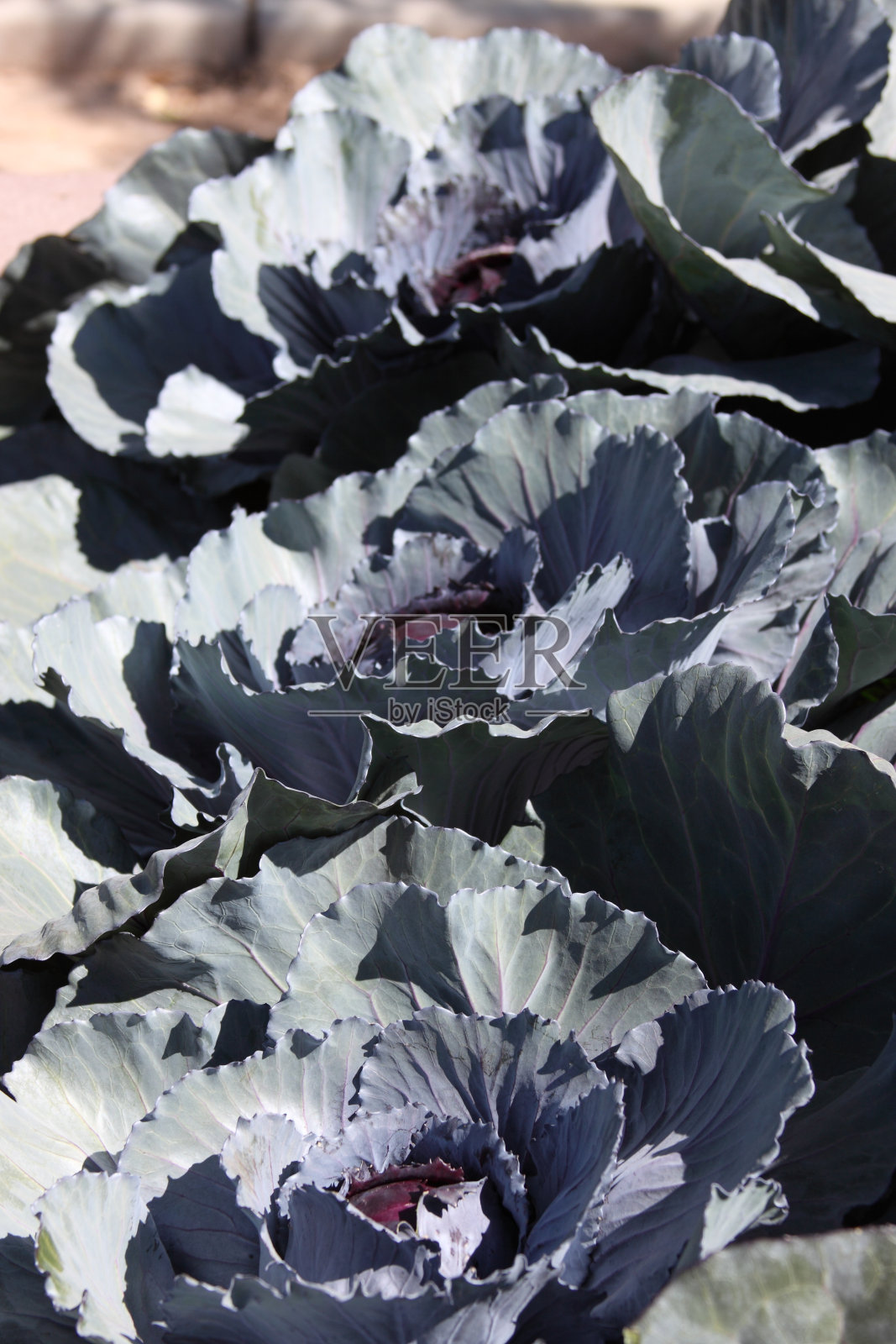 一排红卷心菜照片摄影图片