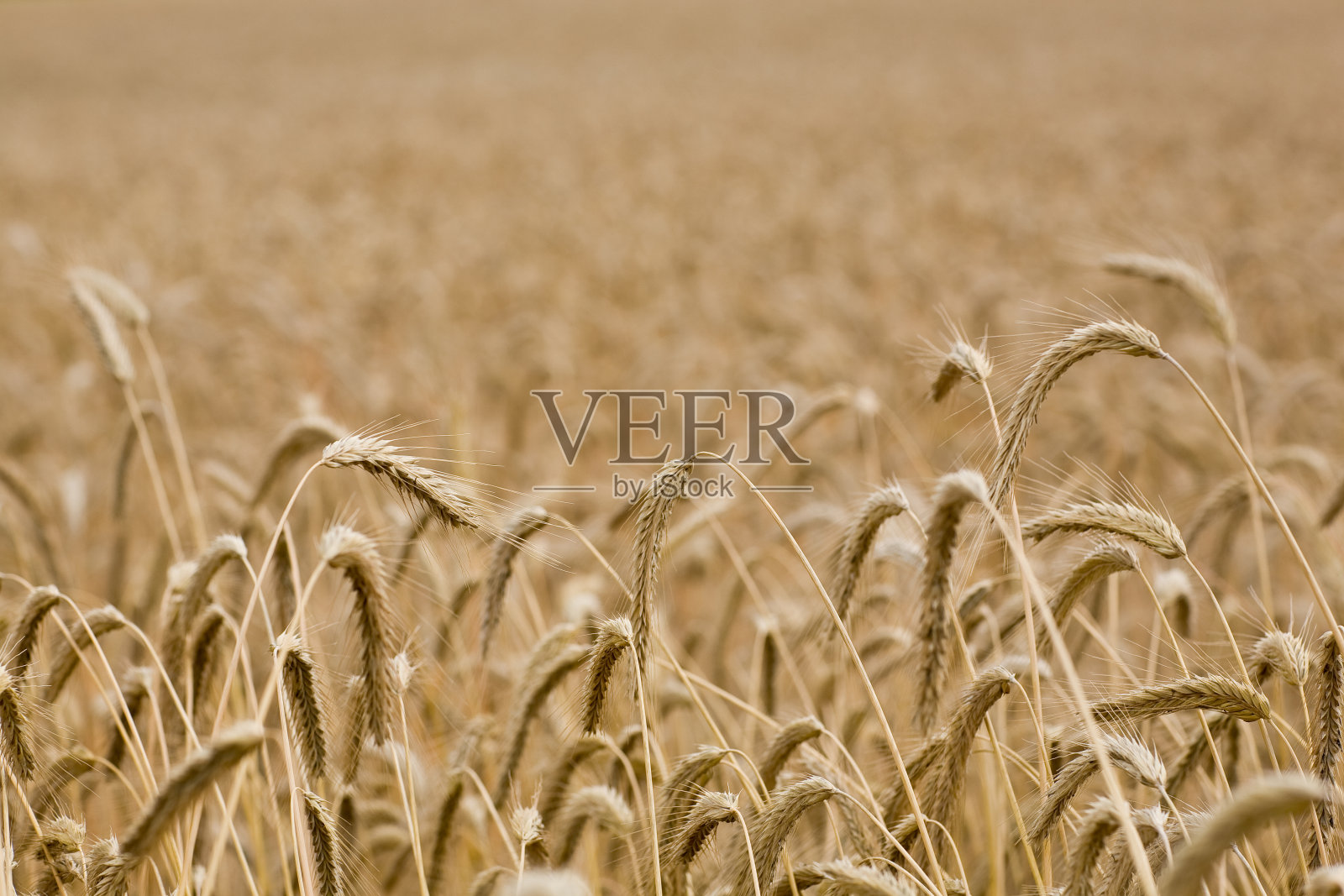 大麦领域照片摄影图片