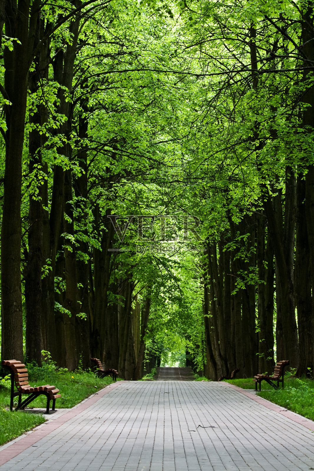 公园中阴凉的小路照片摄影图片