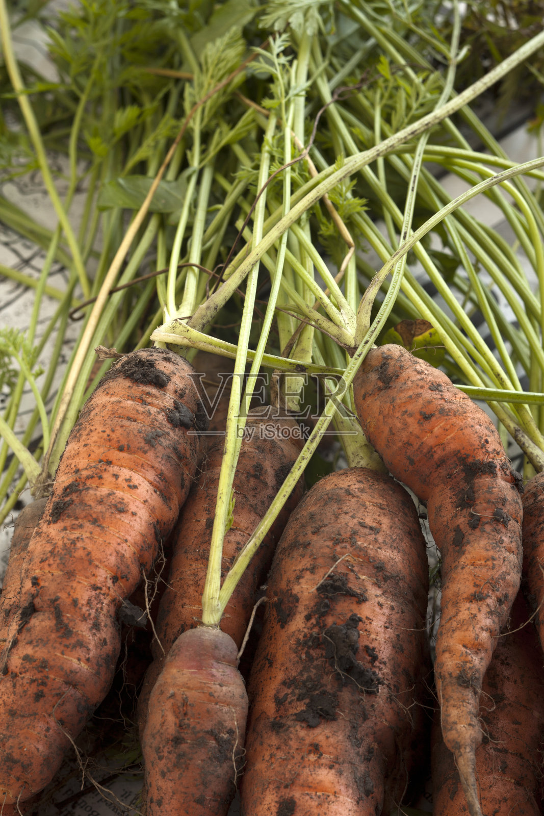 上面有泥土的胡萝卜。照片摄影图片