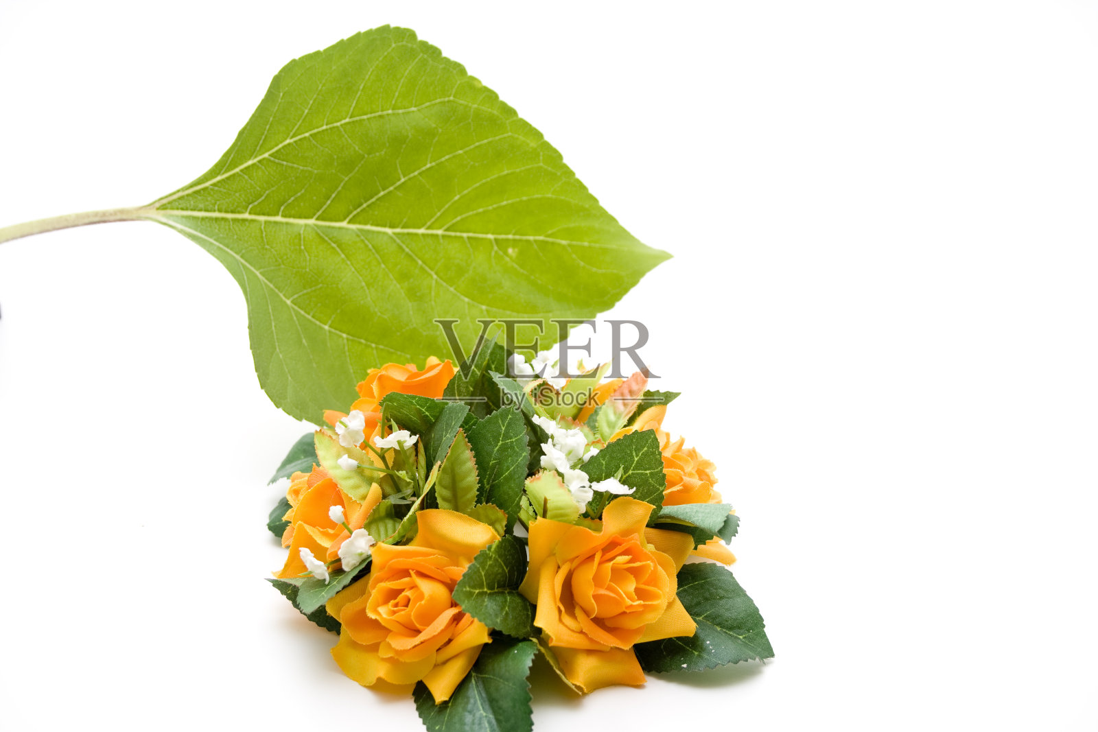 叶照片摄影图片