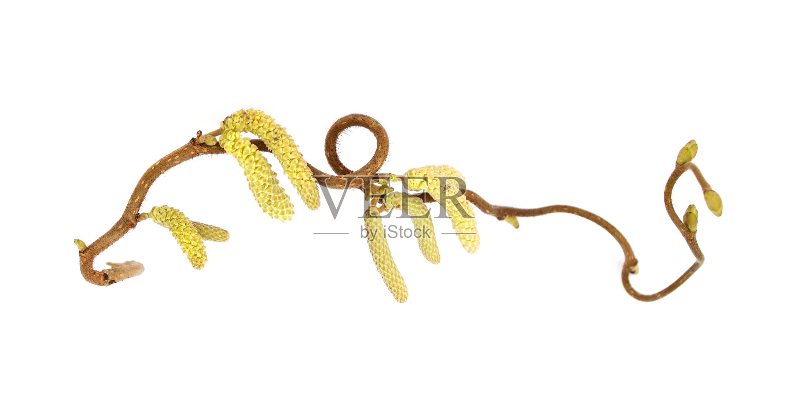 带絮的螺旋榛。照片摄影图片