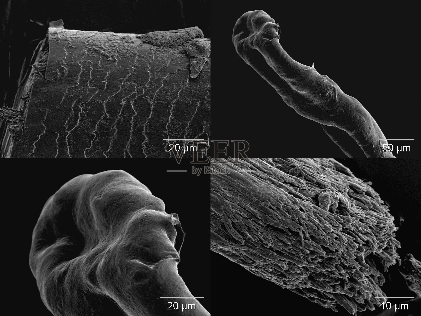 多毛的细节照片摄影图片