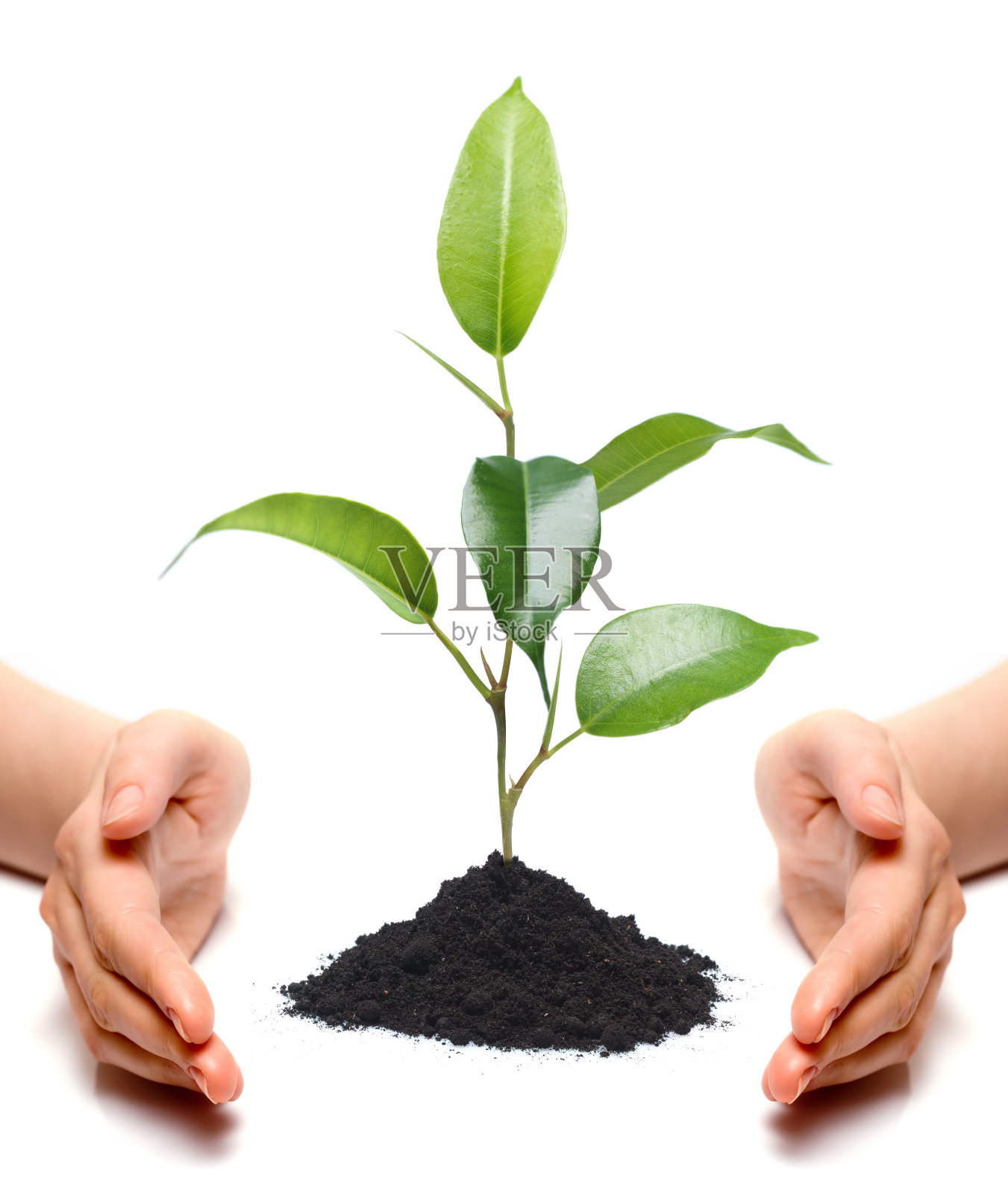 手与植物隔离照片摄影图片