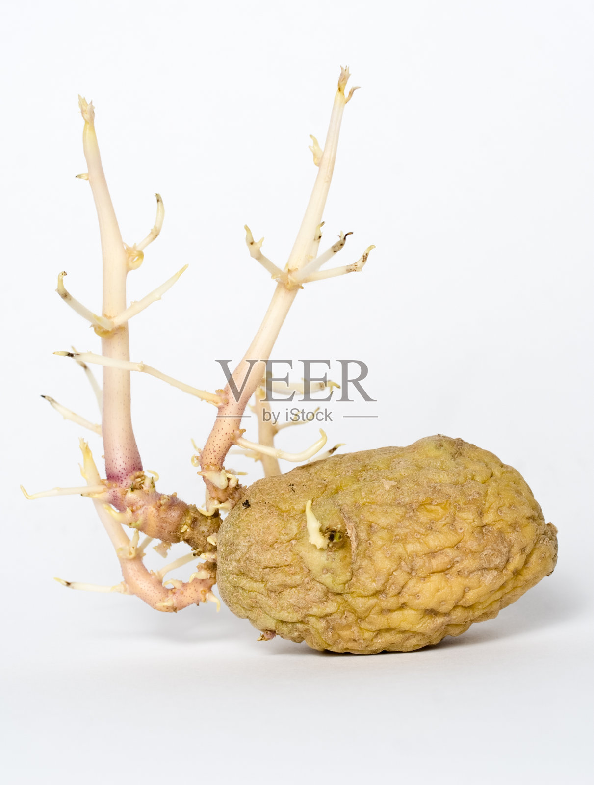 生存(黑暗中种植的土豆)照片摄影图片