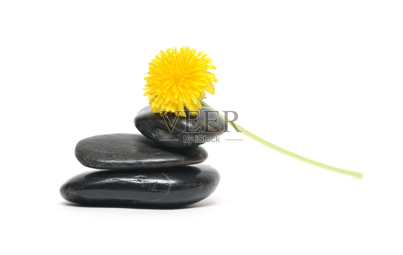 蒲公英在石头上照片摄影图片