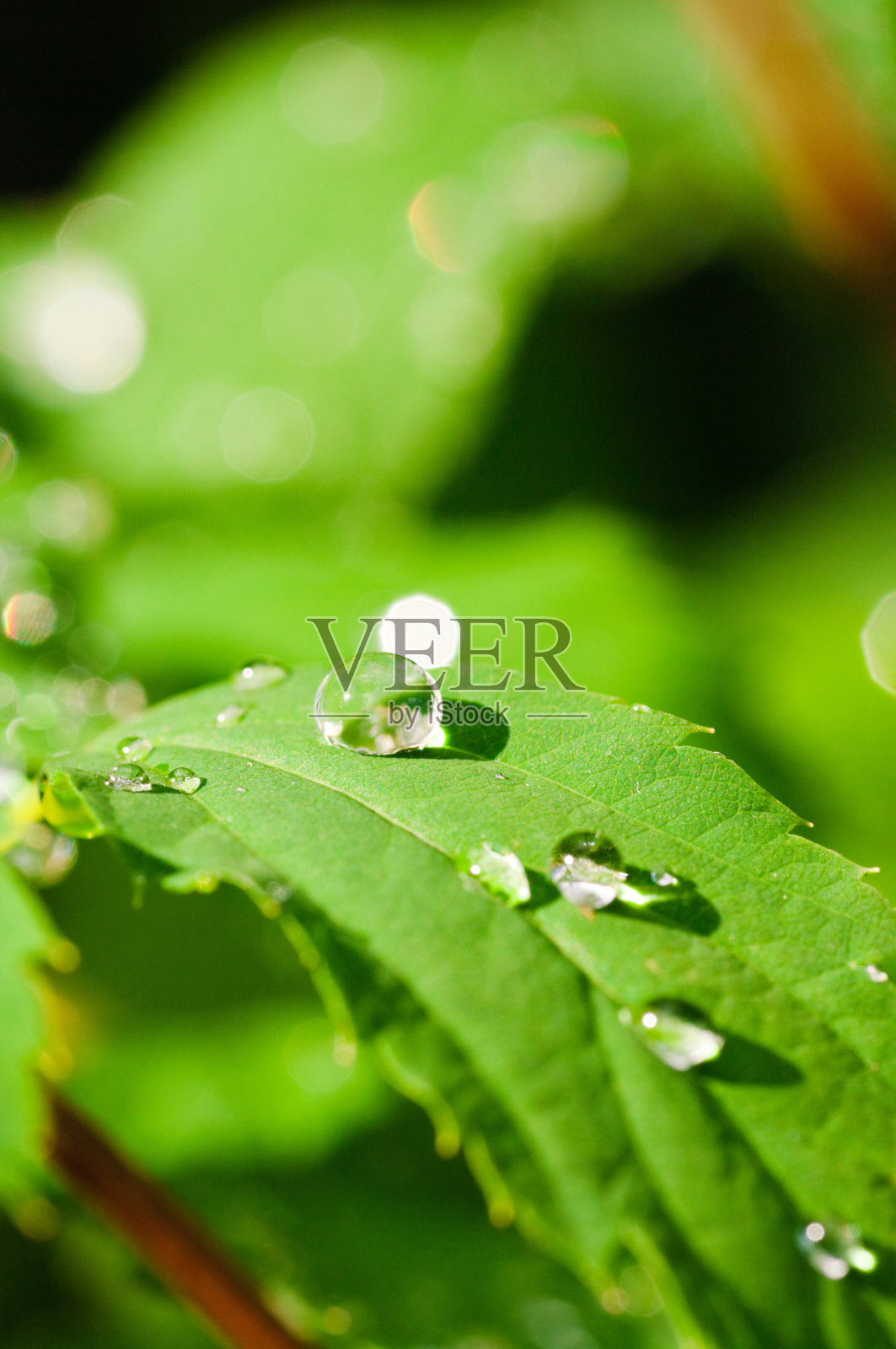 绿色世界照片摄影图片